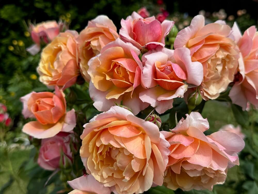 Rosa 'State of Grace'