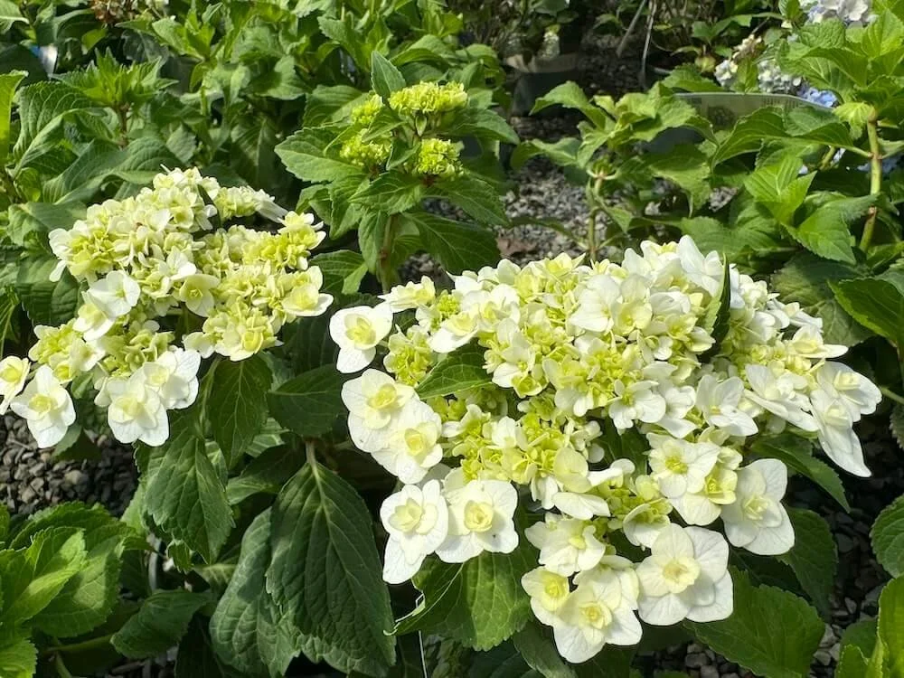Hydrangea macrophylla 'Dancing Snow'