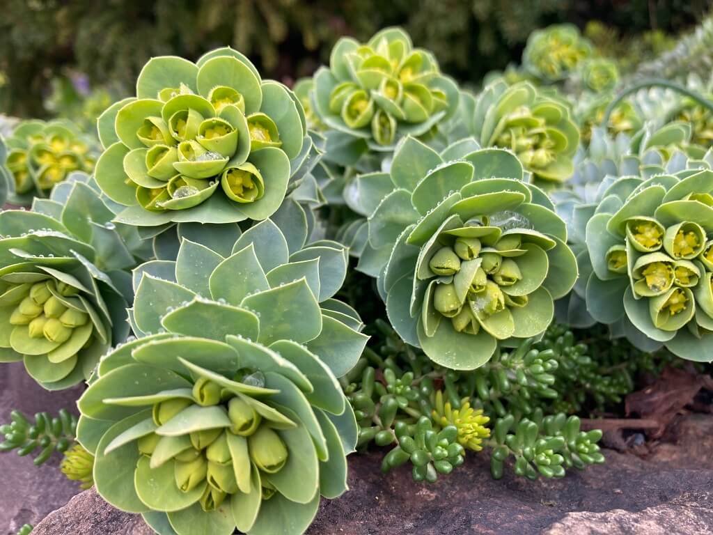 SPURGE (Euphorbia)