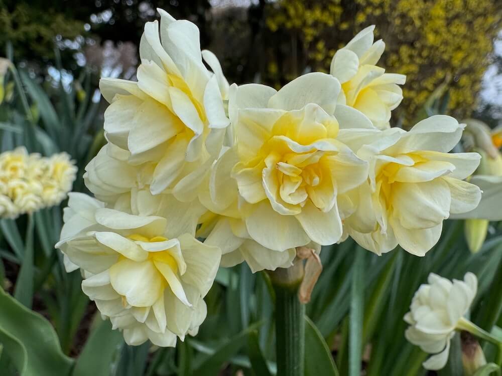 Narcissus 'Erlicheer'