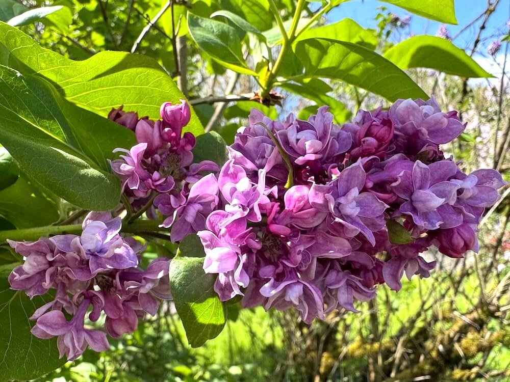 Syringa vulgaris 'My Favorite'