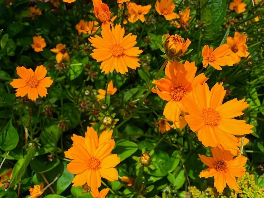 Coreopsis auriculata ‘Nana’