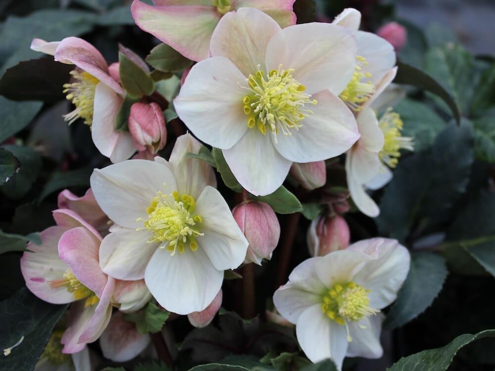 Helleborus x ericsmithii HGC 'Shooting Star'