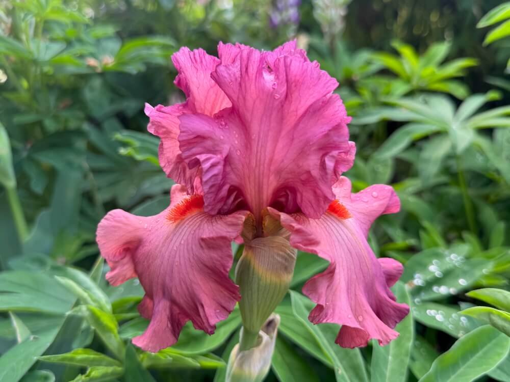 Iris 'Code Red'
