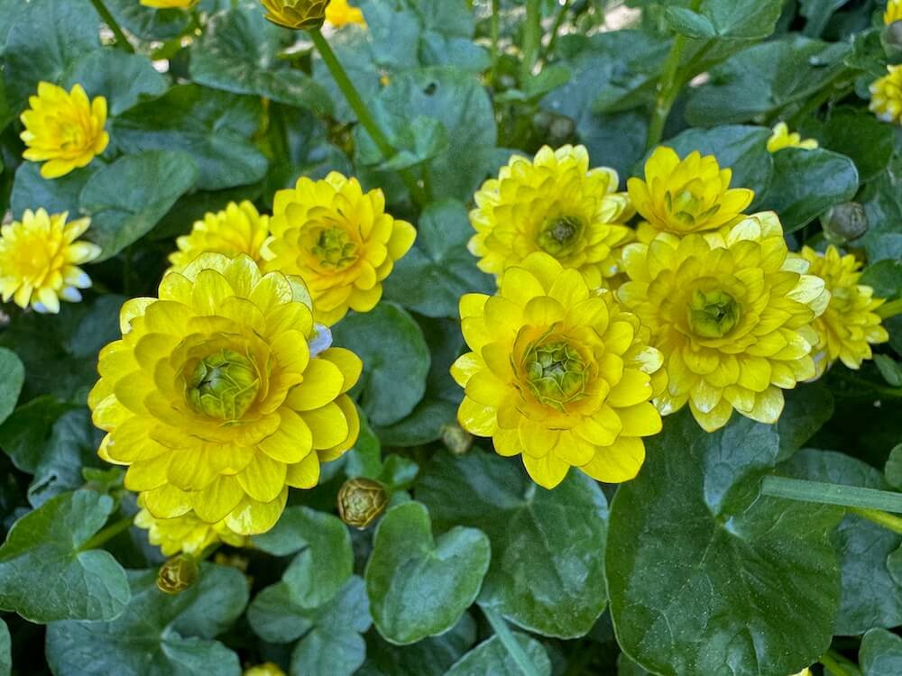LESSER CELANDINE (Ficaria)