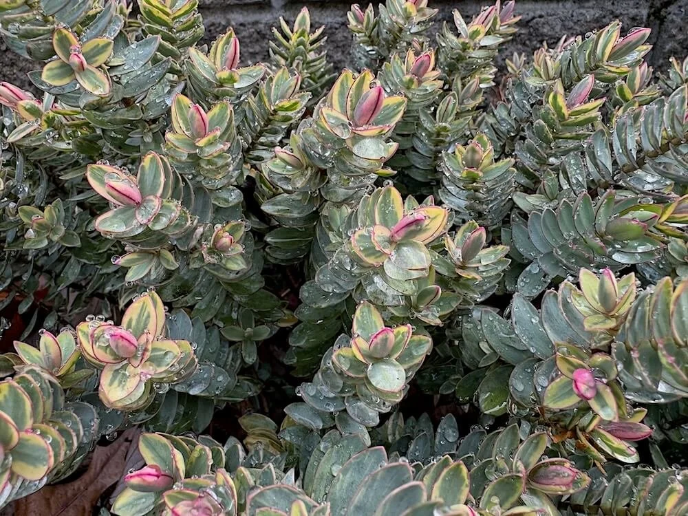 SILVER DOLLAR HEBE (Veronica)