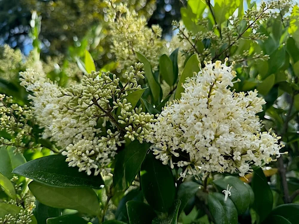 WAXLEAF PRIVET (Ligustrum japonicum)