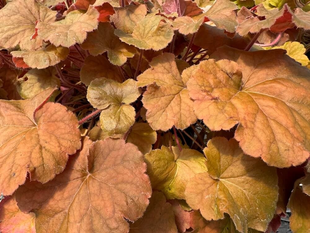 Heuchera x 'TNHEUNEA'