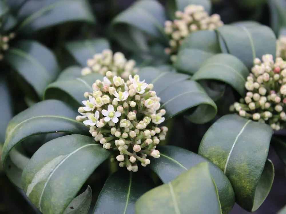 Skimmia reevesiana
