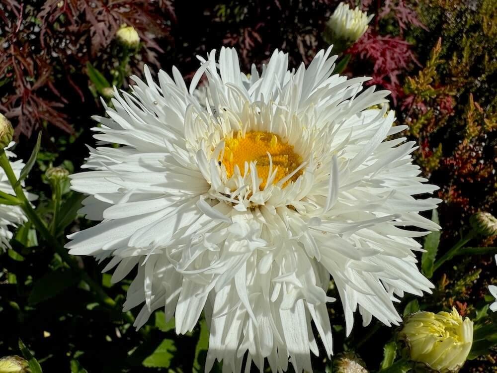 Leucanthemum x superbum 'Ooh La LaSpider'