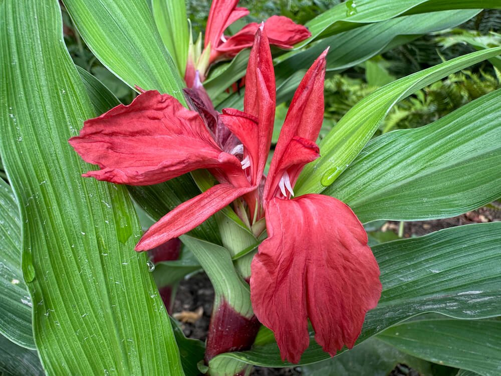 Roscoea purpurea f. rubra