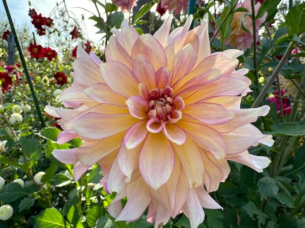 Dahlia 'AC Twisp'