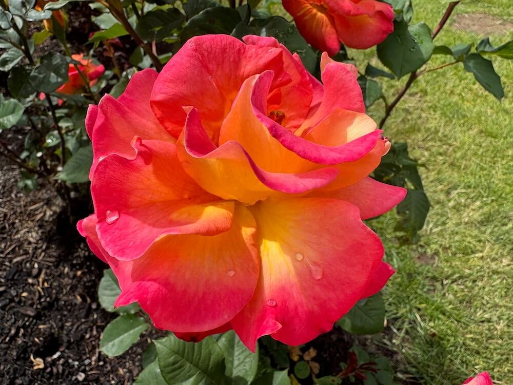 Rosa 'Mardis Gras'
