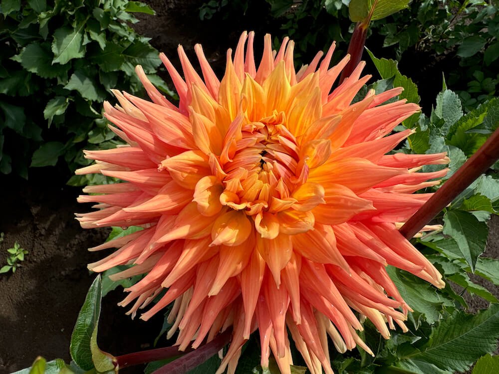 Dahlia 'AC Ben'