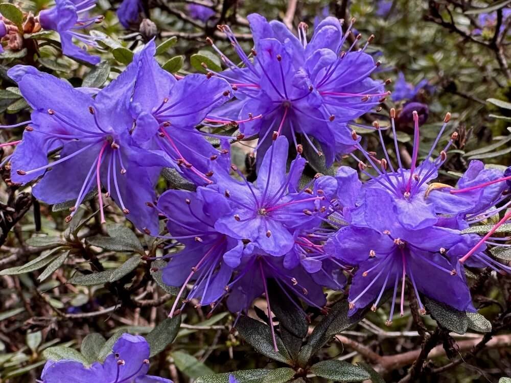 Rhododendron azurika