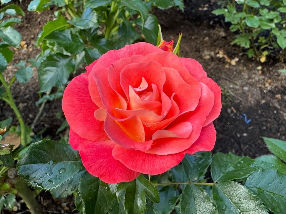 Rosa 'Coral Cove'