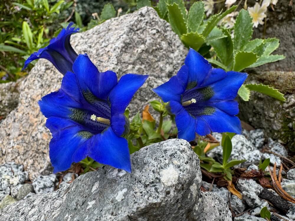 Groundcovers for Rock Gardens