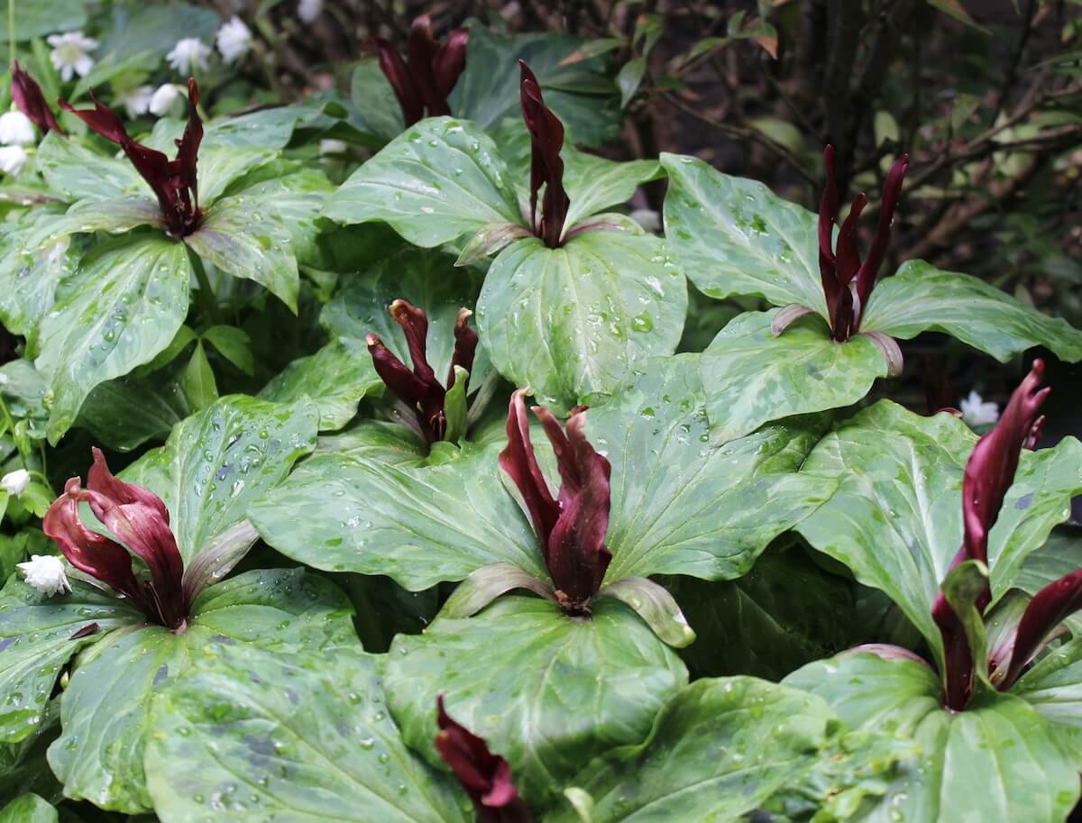 Trillium kurabayashii