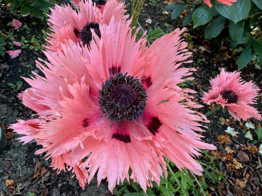 Papaver orientale 'Pink Ruffles'