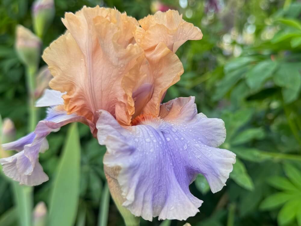 Iris 'Musical Chairs'