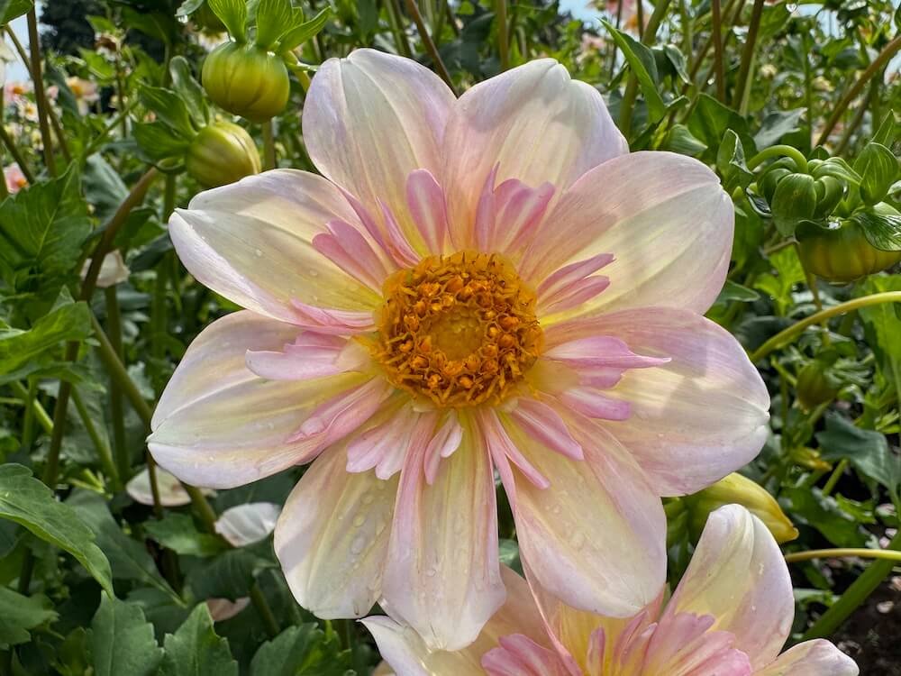 Dahlia 'Appleblossom'