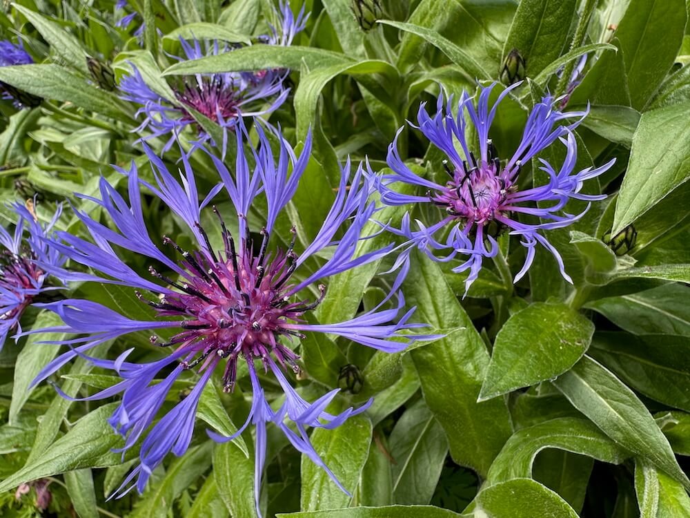 CORNFLOWER (Centaurea)