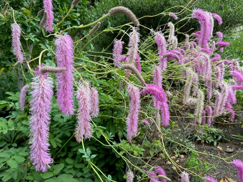 Sanguisorba hakusanensis 'Lilac Squirrel'