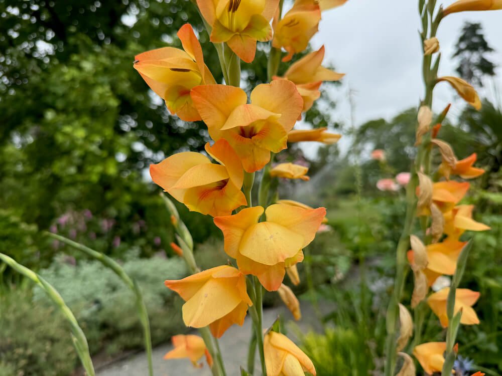 Gladiolus oppositiflorus