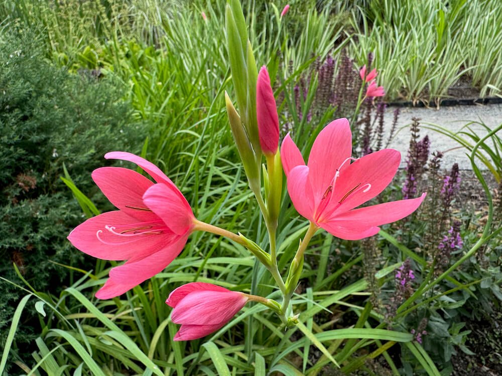 Hesperantha coccinea 'Zeal Salmon'