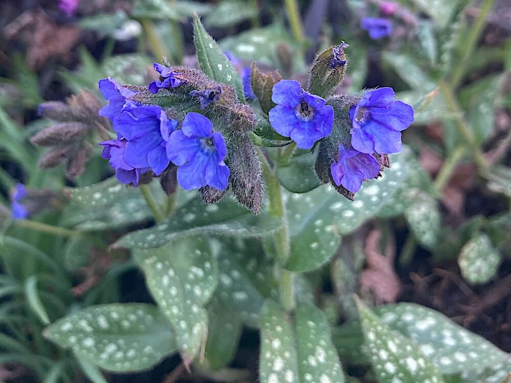 Pulmonaria ‘Pink-a-Blue’