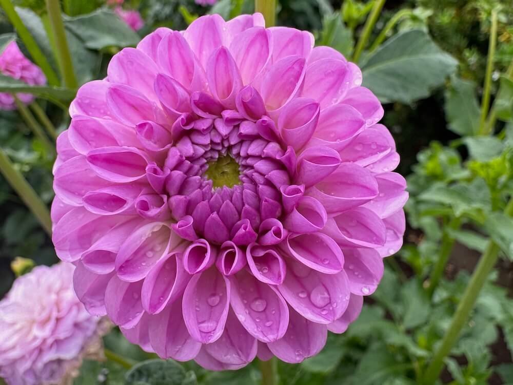 Dahlia 'Pixie'