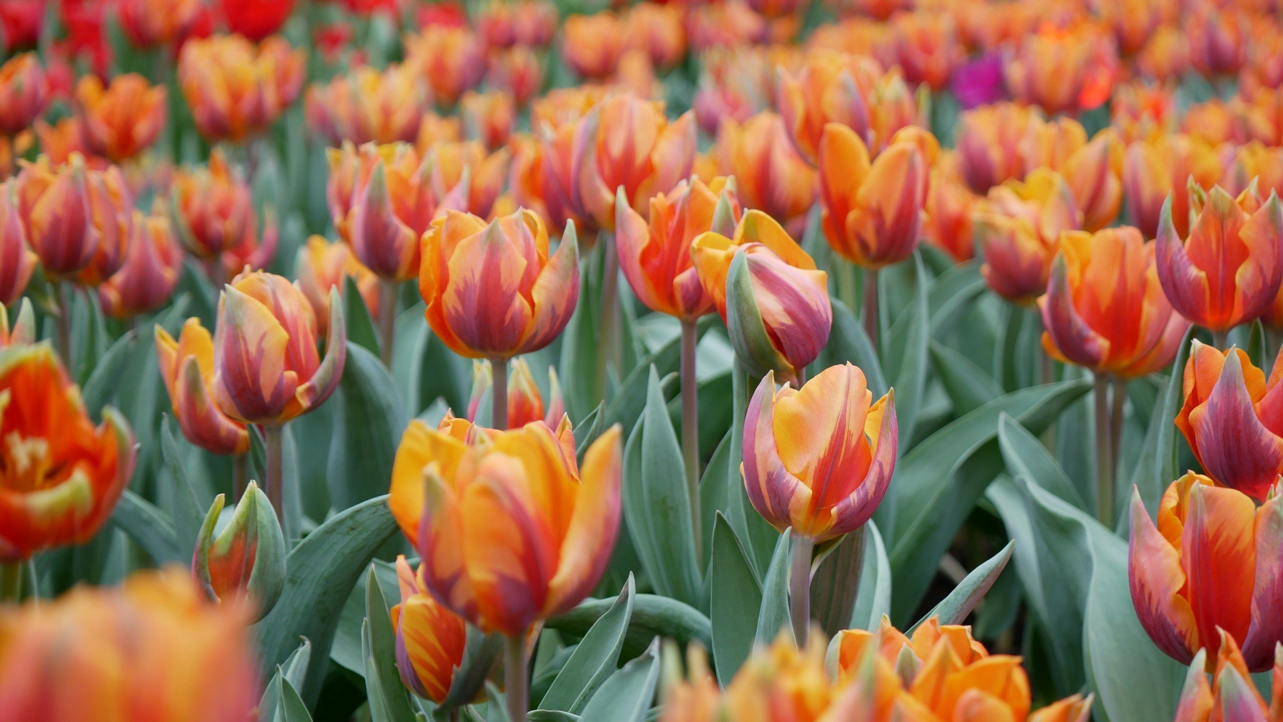 Planting & Growing Bulbs