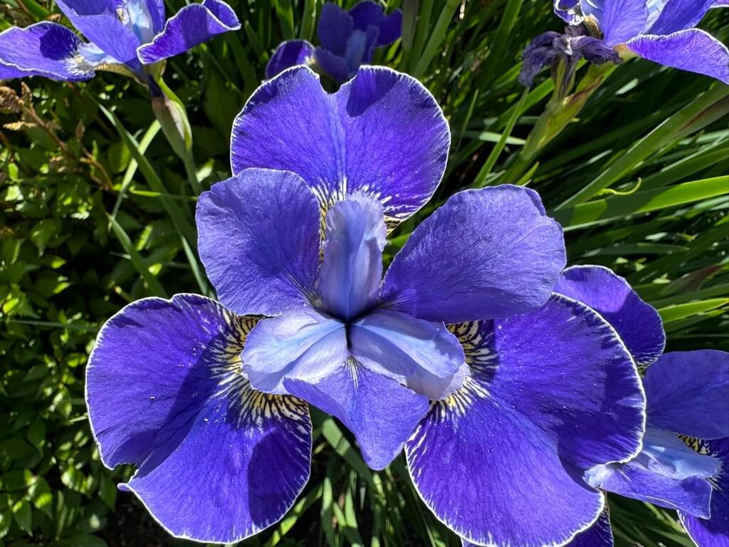 Iris sibirica ‘Silver Edge’