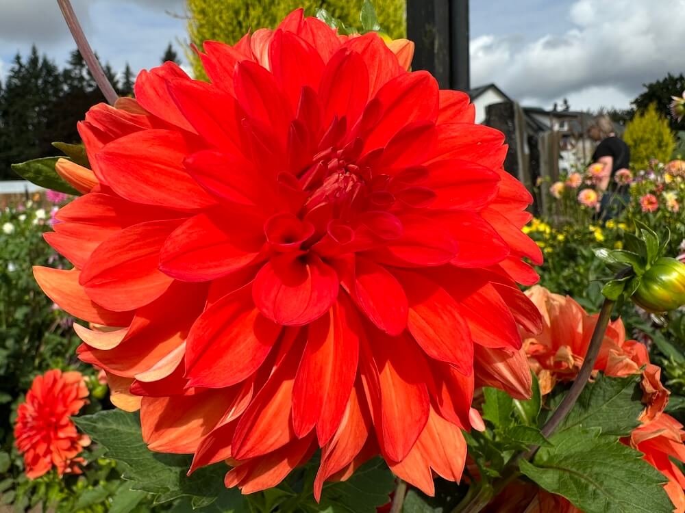 Dahlia 'Swan's Olympic Flame'