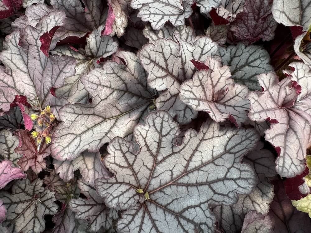 Heuchera 'Spellbound'