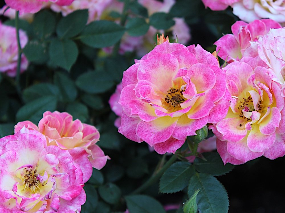 Rosa 'Tiddly Winks'