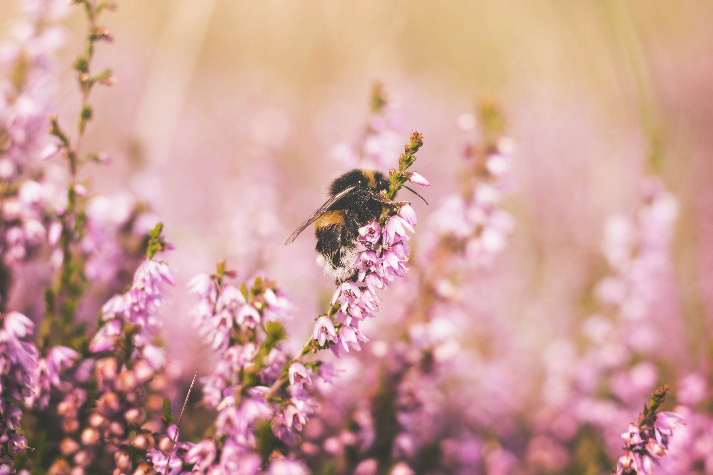 Best Groundcovers for Pollinators