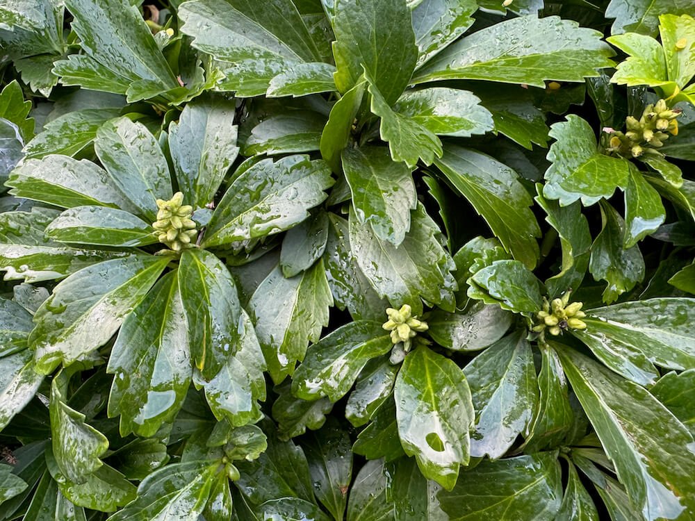 JAPANESE SPURGE (Pachysandra)