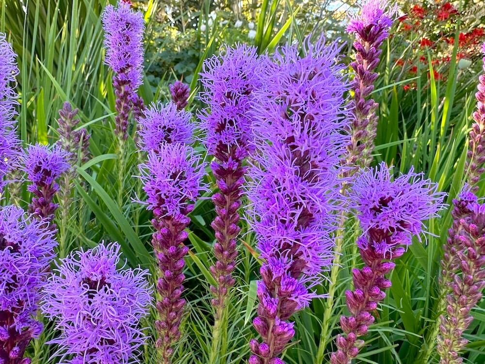 Liatris spicata