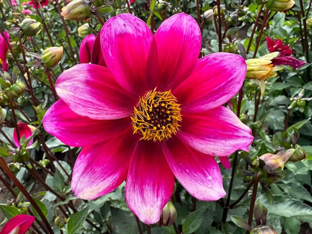 Dahlia 'Hula'