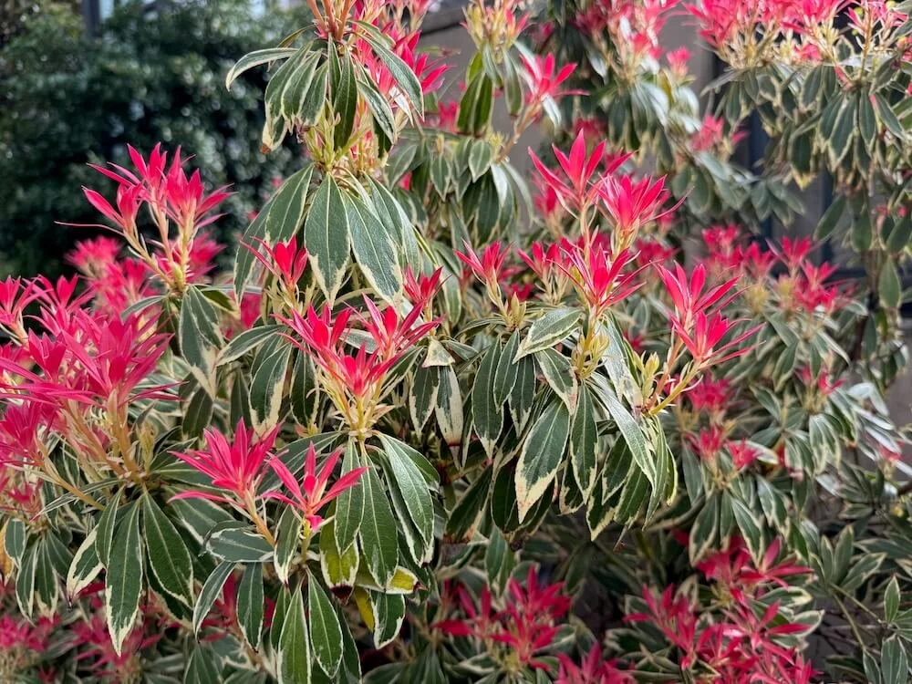 Pieris japonica 'Flaming Silver'