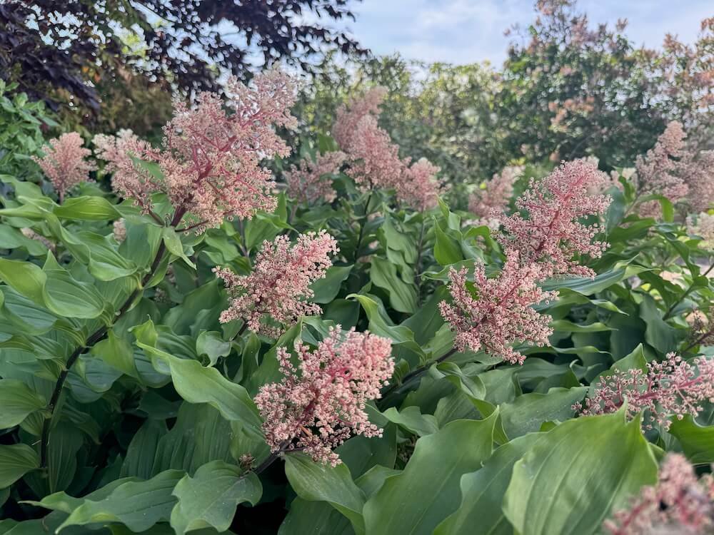 Maianthemum racemosum subsp. amplexicaule