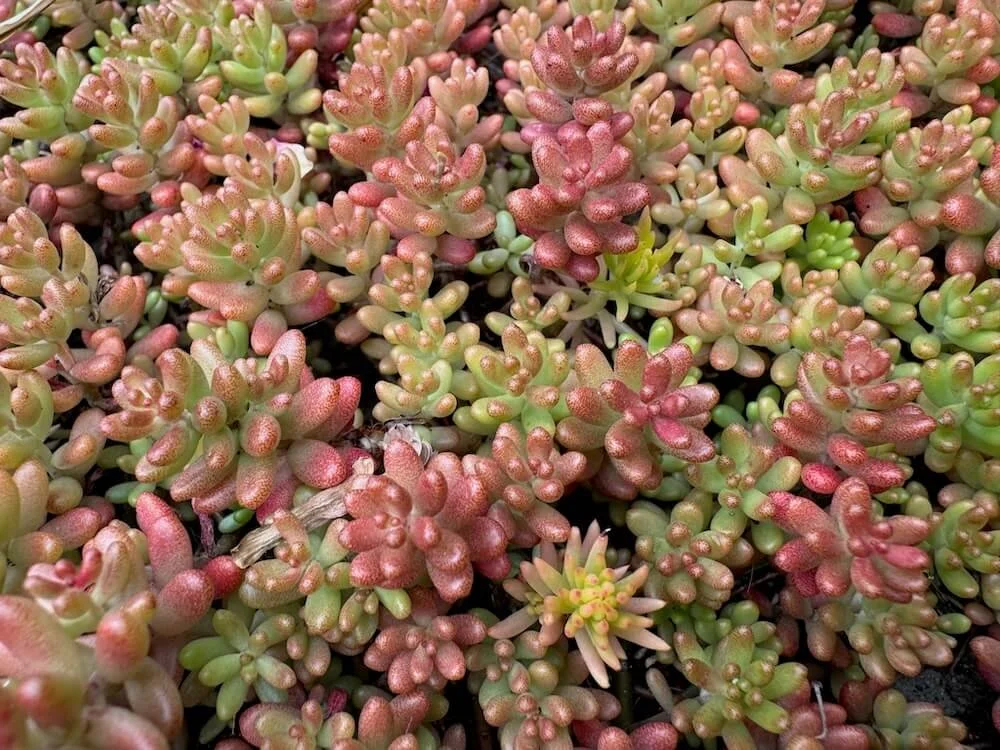 Sedum album ‘Coral Carpet’