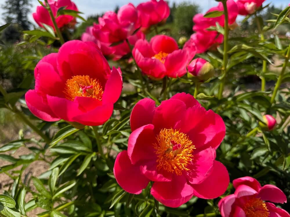 Paeonia 'Flame'