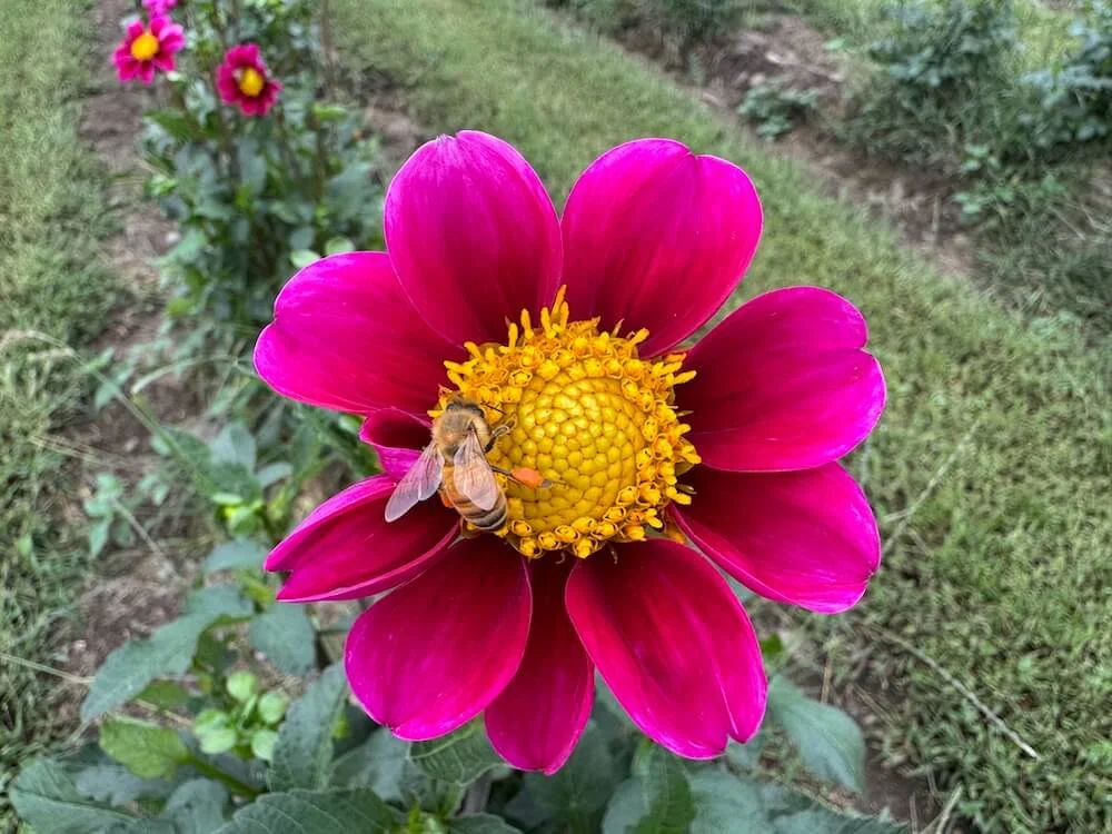 Dahlia 'Twyning's Smartie'