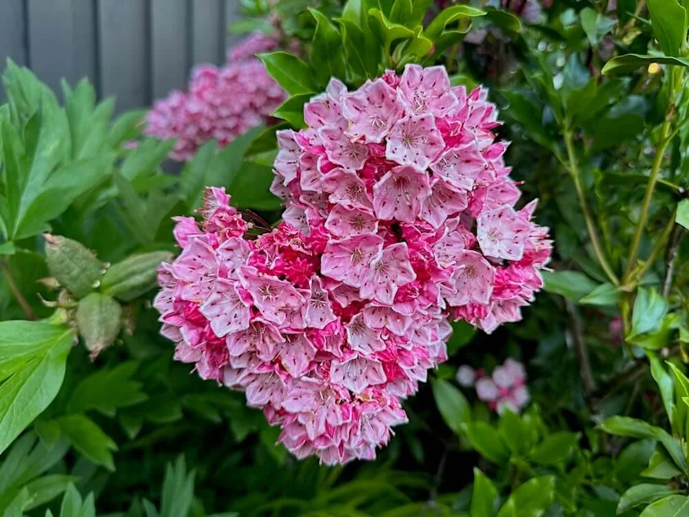 MOUNTAIN LAUREL (Kalmia)