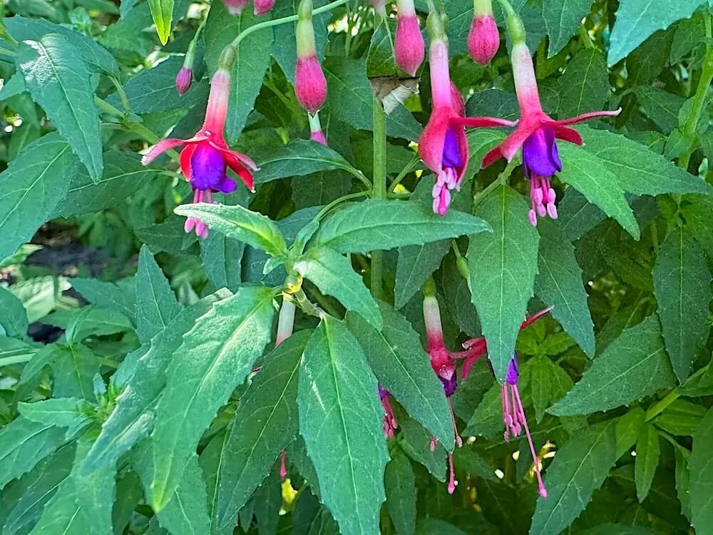 Fuchsia 'Mistress Birdie'