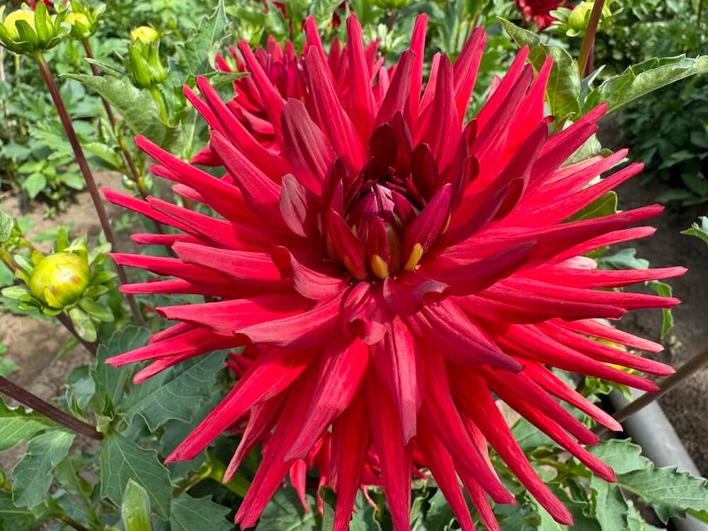 Dahlia 'Stiletto'