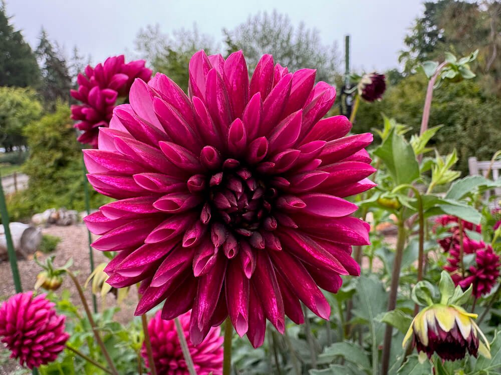 Dahlia 'SB's Trophy'