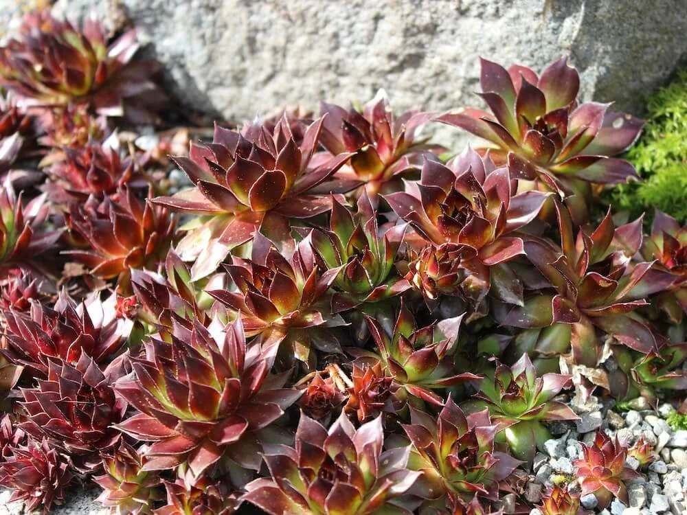 Sempervivum tectorum ‘Emerald Express’
